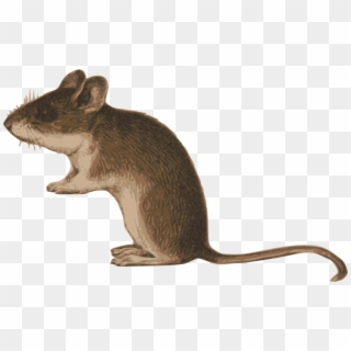 Rat Gerbil House Mouse Common Degu - Degu Png Clipart