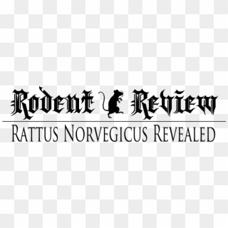 Legendary Rat, G-nibble, Aka Rattus Norvegicus, Tells - Belinda Clipart