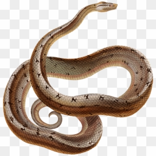 Boa Constrictor Snakes Reptile Tropidophis Melanurus - Serpent Clipart