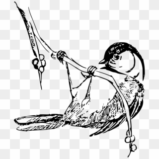 Black-capped Chickadee Drawing Bird Carolina Chickadee - Black Capped Chickadee Drawings Clipart
