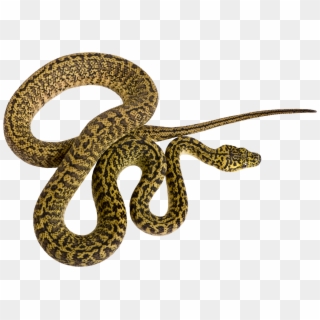 19 Rattlesnake Vector Pattern Huge Freebie Download - Patrones De Serpiente Clipart