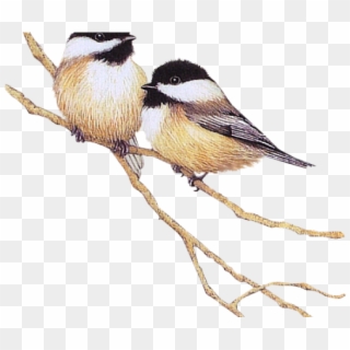 Chickadee Clipart Male Female - Black Capped Chickadee - Png Download