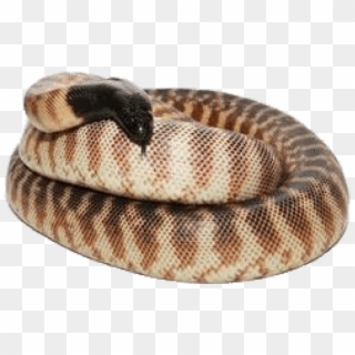 Download Black Headed Python Png Images Background - Python Clipart