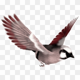 Download Birds Png Images Background - Птицы В Полёте Пнг Clipart