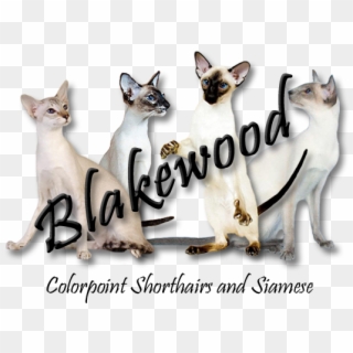 - - - Blakewood Home - - - - Siamese Clipart