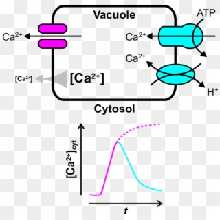 How The Vacuole May Shape Transient Changes In Cytosolic - Ca2+ Gradient Clipart
