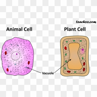 Both Plant And Animal Cell - Cam Photosynthesis Clipart