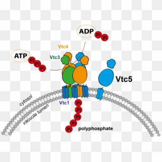 I Recently Identified A Novel Subunit Of The Vtc Complex - Yeast Vtc Complex Clipart
