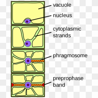Cytoplasmic Strand Plant Cell Clipart