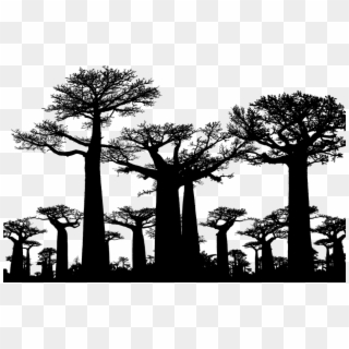 Forest Trees Silhouette Baobab Africa Tree - Avenue Of The Baobabs Clipart