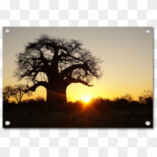 Baobab Trees - Tree In Bubble Sunset Clipart