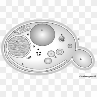 Er, - Diagram Yeast Cell Clipart