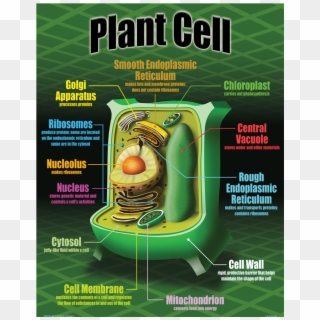 Flyer Clipart