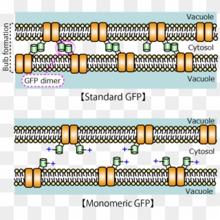 The Schematic Diagram Of Bulb Formation By Adhesion - Pumpkin Clipart