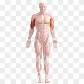 Biceps - Human Body Png Transparent Clipart
