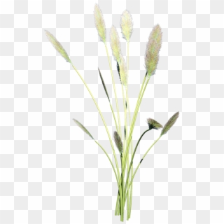 The Reed Is Its Own Plant, They Come From Long Stalks - Grass Clipart