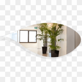 Best Indoor Plants For Office - Best Indoor Office Plants Clipart