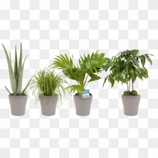 Indoor Plant Lady Palm - Bambino Pflanze Clipart