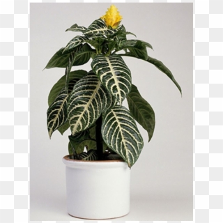 Indoor Plants - Zebra-plant Clipart