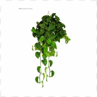 Scindapsus Aureus-white - Pothos Rare Clipart