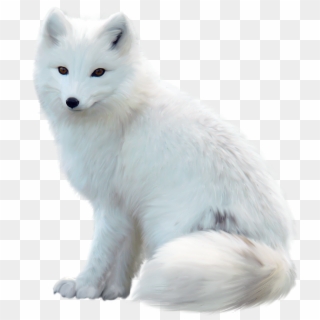 White Fox Png Pic - White Fox Png Clipart