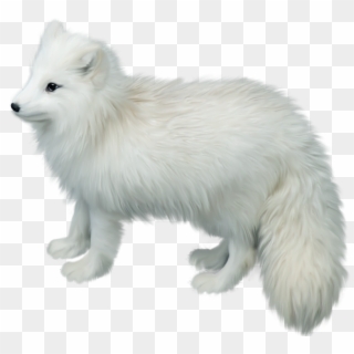 Arctic Fox Png Picture - Arctic Fox White Background Clipart