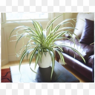 Indoor Plants - Living Room Indoor Plants Clipart