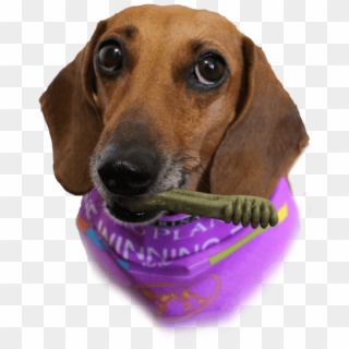 February Was National Pet Dental Month, But Just Because - Dachshund Clipart