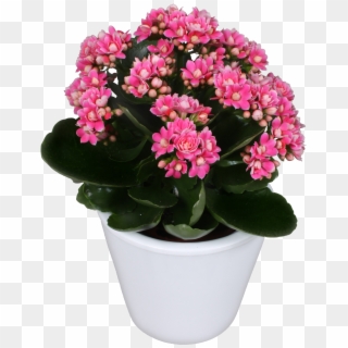 Serenity® Pink White - Flowerpot Clipart