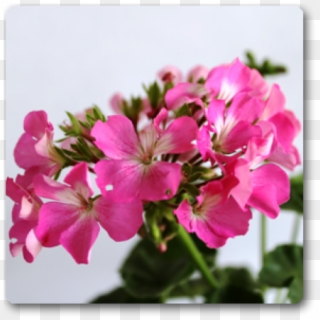 Peruvian Lily Clipart