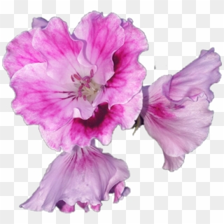 #flower #bloom #pelargonium #regal #geranium #nature - Hibiscus Clipart