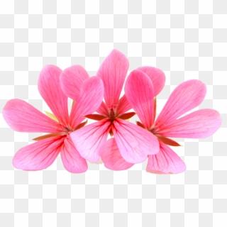 Single Geranium Flower) - Geranium Clipart