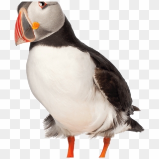Adult Puffin - Puffin Photo No Background Clipart