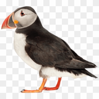 Animals - Puffins With White Background Clipart