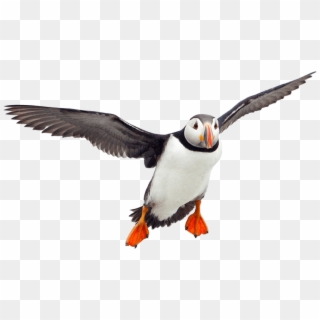 Animals - Puffins - Puffin Png Clipart