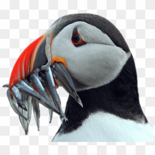 Animals - ペンギン 似 てる 鳥 Clipart