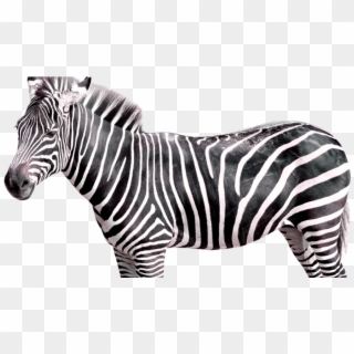 Zebra Featured Image Web - Transparent Zebra Png Clipart