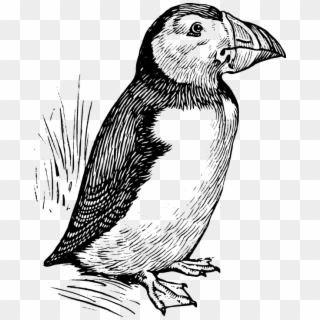 Puffin Black And White Clipart