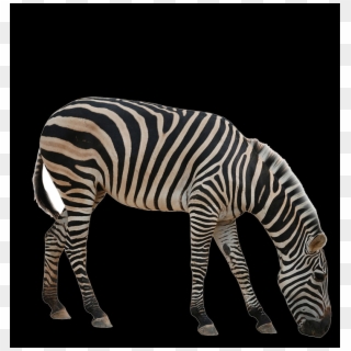 حمار وحشى Png Clipart
