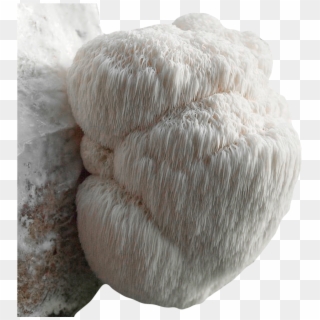 Grow Your Own Lion's Mane Mushroom Kit - Hericium Erinaceus Clipart