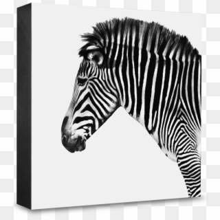 Zebra - > - Zebra Clipart
