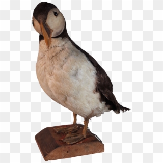 Taxidermy Puffin - Parrot Clipart