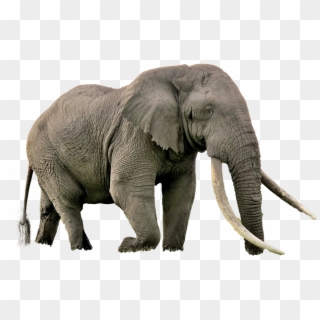 Elephant Png Image - Endangered Species Elephants Clipart