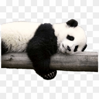 #panda #bear #animals #wildanimals #pandas #blackandwhite - Panda Animal Clipart