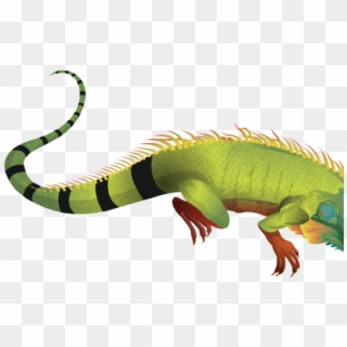 Free On Dumielauxepices Net Real - Iguana Transparent Clipart