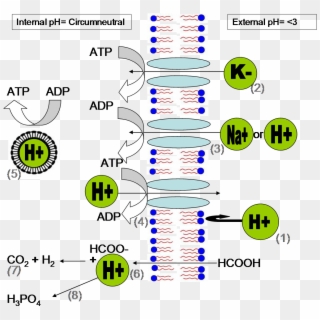 Methods Of Ph Homeostasis And Energy Generation In - Membrane Potential Bacteria Clipart
