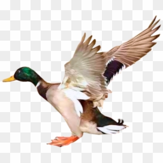 Утка, Перелетная Птица, Летящая Утка, Duck, Migratory - Canard Tube Clipart