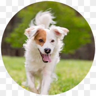 Border Collie - Companion Dog Clipart