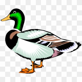Vector Illustration Of Male Mallard Duck Bird - Duck Clipart - Png Download