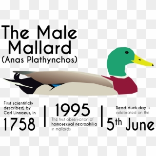 Mallard Clipart